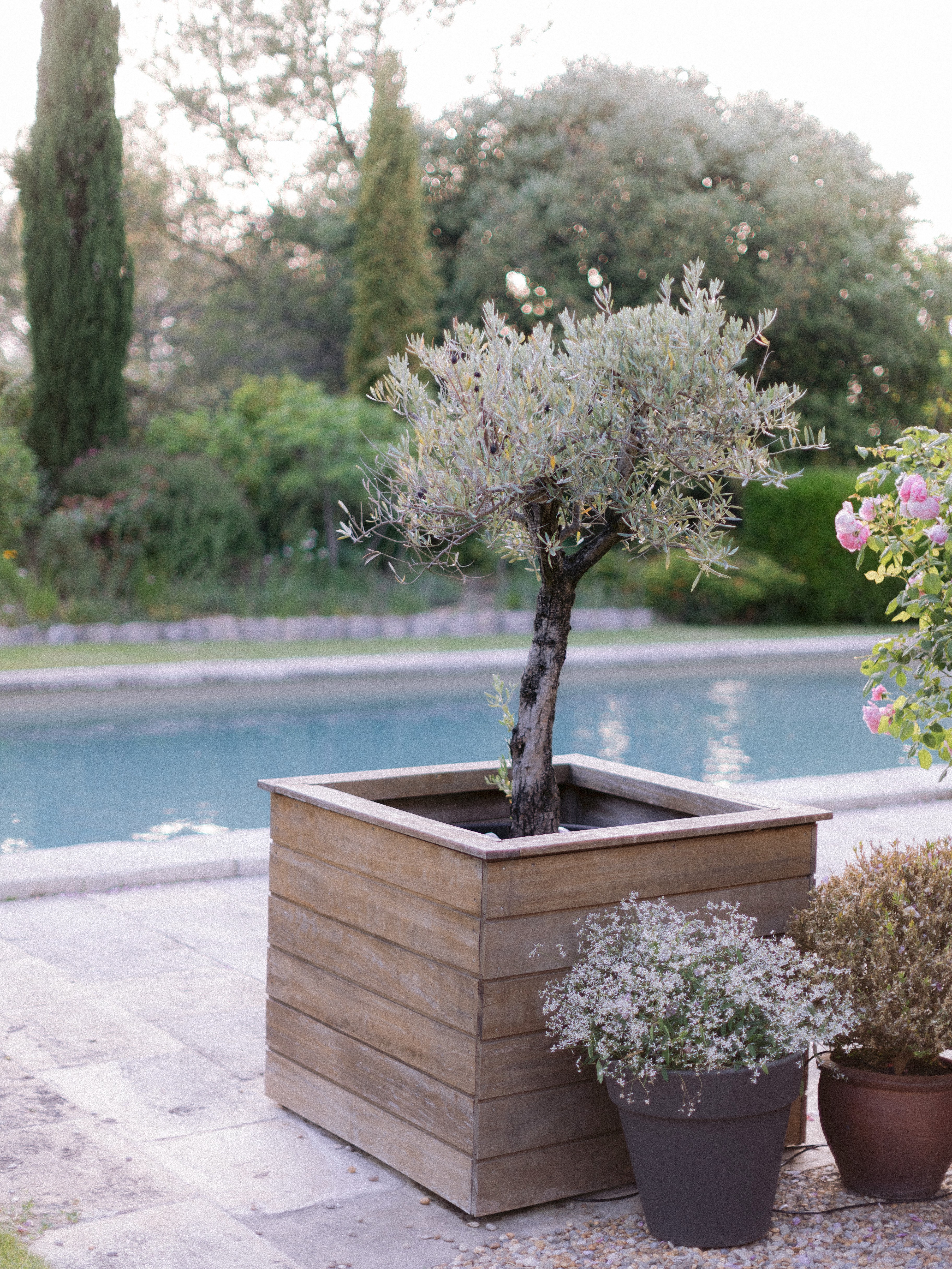 A tree in a large wooden planter next to a swimming pool, flanked by other potted plants, in a serene garden setting during twilight.